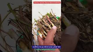 रजनीगंधा के एक पौधे से अनेकों पौधे कैसे बनाएँ   #floweringplants #youtubeshorts #shorts#rajnigandha