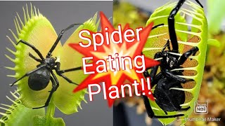 Venus fly trap VS. Venomous Spider