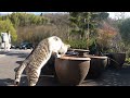 水を飲む御誕生寺のやんちゃ猫のパーくん 230324