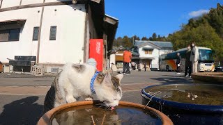 水を飲む御誕生寺のやんちゃ猫のパーくん 230324