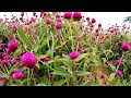 gundlupet gundlupet flower farm ഗുണ്ടൽപെട്ടിലെ ചെണ്ടുമല്ലി പാടങ്ങൾ