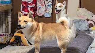 【自己紹介】柴犬とジャックラッセルテリアのMix兄妹