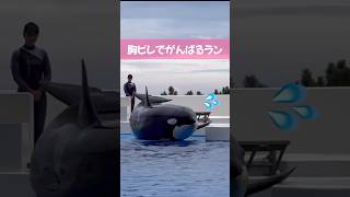 胸ビレでがんばるラン #神戸須磨シーワールド #シャチ #シャチショー #シャチパフォーマンス #orca #killerwhale #オルカパフォーマンス #オルカラバー #ステラとラン