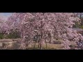 【full hd】my cherry blossom viewing 2018