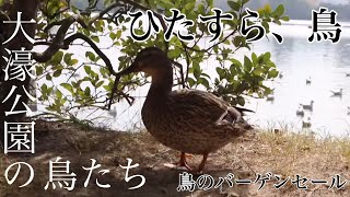 大濠公園にいた鳥たちの動画