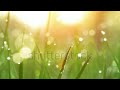 stock footage blurred grass background with water drops hd shot with motorized slider