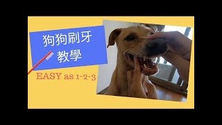 【輕鬆幫狗狗刷牙】必看刷牙教學