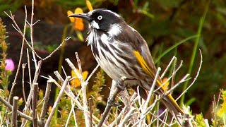 The Family of Honeyeaters