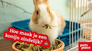 Hoe maak je een konijn zindelijk?