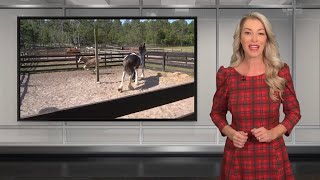 Best of 2024 Horse Capital TV