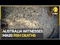 Millions of dead fish found floating in an Australian river | WION Climate Tracker