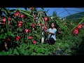 Red Dragon Fruit on the Guizhou Plateau!