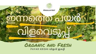 അല്പം ശ്രദ്ധിച്ചാൽ പയർ കൃഷി ലാഭം തന്നെ 🥰എന്റെ കൃഷി ഹിറ്റ്‌ 🥰🥰 #krishitips #payarkrishi #keralavibes