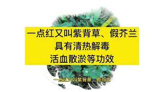 一点红又叫紫背草、假芥兰，具有清热解毒活血散淤等功效，还可治泌尿系统感染、咽喉炎、毒疮等