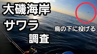 【大磯海岸】サワラ調査 朝マズメ マイナス1℃で海に入ってキャスティングルアー 2022年2月上旬 中潮 日の出後