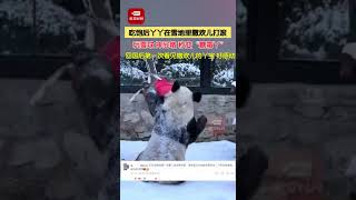 吃饱后丫丫在雪地里撒欢儿打滚 ，玩雪球、摔屁墩，秒变“糖霜丫”。#丫丫把自己滚成糖霜团子 #北京大雪