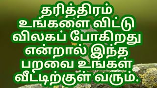 தரித்திரம் உங்களை விட்டு விலகப் போகிறது என்றால் இந்த பறவை உங்கள் வீட்டிற்குள் வரும்.