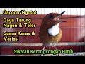 Gacoorr Ngotot / Suara keras / Gaya Nagen & Teler (Sikatan Kerongkongan Putih)