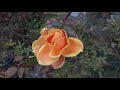 家の薔薇たち 2021.1.15 朝 4k