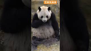 Panda 大熊猫“芝麻”洗澡澡#大熊猫#洗澡