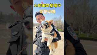 柯基福仔考编上岸当警犬啦～#柯基犬 #警犬 #宠物