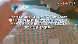 쎄이렌-가지 판매 26만원(원가 40만원)