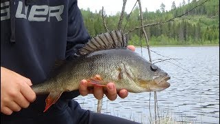 Bäckmete och storabborre - Big Perch | Bollstafiske