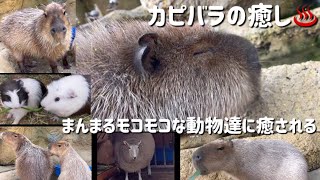 【行った気になる】冬の足羽山公園遊園地【カピバラ推し】