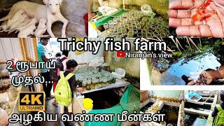 Madhan Fish Farm | Trichy Best Fish Farm #petmarket #aquarium #fish #petlover