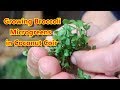 Growing Broccoli Microgreens in Coconut Coir a.k.a. Coco Peat