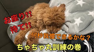 ちゃちゃ丸訓練開始🐶「トイプードル」