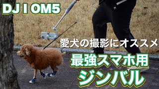 トイプードルモカを愛し過ぎた編集マンがDJIOM5を使用してお洒落な愛犬の動画をお届けします【スマホジンバル】【OsmoMobile5】【dji om5】