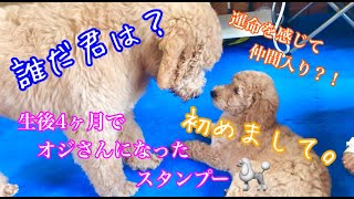 【スタンダードプードル】運命のお友達紹介🐩✨