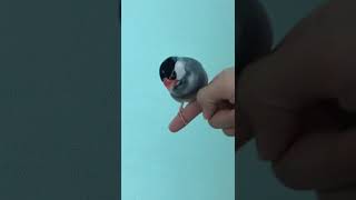 へばりつく文鳥