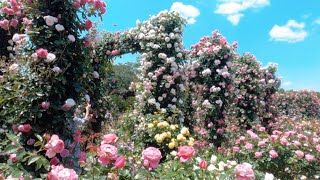 Rose garden in Yokohama 横浜のバラの名所バラ園（港の見える丘公園) Harbor View Park