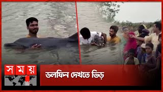 ডোবায় ভেসে আসলো জীবিত ডলফিন | Dolphin Floated in the Sink | Patuakhali | Somoy TV