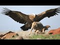 How Eagles Hunt Wolves? - Eagle Attacks Caught on Camera