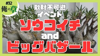 散財不可避  ソウコイチandビッグバザール【#32 俺の草】