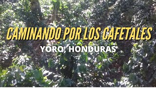 Caminando por los Cafetales de Yoro Honduras