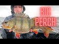 Fishing for big perch in the netherlands!