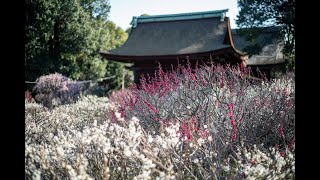 Domyoji【02月2x日】道明寺天満宮【大阪】【梅】