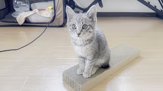 【生後3ヶ月】仔猫のモーニングルーティンを追ってみた……