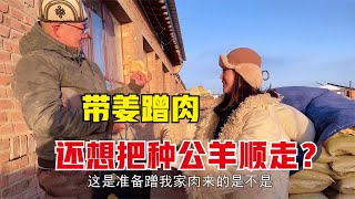 【牧牧】078内蒙姑娘看中同学家的种公羊，联合闺蜜酒桌使套路，能走带几头？