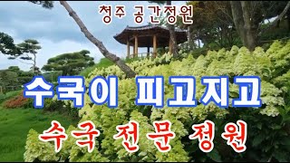 수국이 피고지고 수국수국한 수국전문정원, 청주 [공간정원], 충북 민간정원