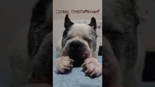 珍しく昼間起きてる１２歳cocoro！＃フレブル＃パイド＃シニア犬＃全盲犬＃frenchbulldog＃Seniordog＃Blinddog＃