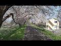 東北桜紀行　しばた桜まつり　白石川堤　一目千本桜　2024 04 15 d5