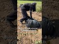 マルチ剥ぎ実はむずかしい！？🎥動画提供🎥すえづる農園〜鹿児島県産熟成さつまいもの🧑‍🌾🧑‍🌾🍠〜さん。（bgm編集済み） さつまいも 農業機械 農園 農家 農業女子 農girl農life