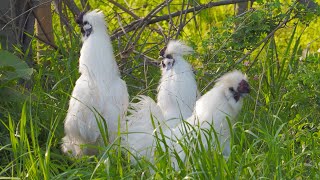 ヤマドリ、鶏、烏骨鶏との友情　Friendly Copper pheasants, chickens and silkies　I miei amici gallinacei