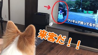 テレビから来客が現れると勘違いするコーギー