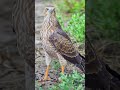 This animal's gaze is very sharp. 🦾 #shortvideo #4k #birds #nature